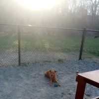 Waltham City Dog Ranch ico