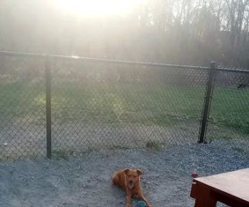 Waltham City Dog Ranch