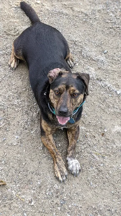 Waltham City Dog Ranch 9