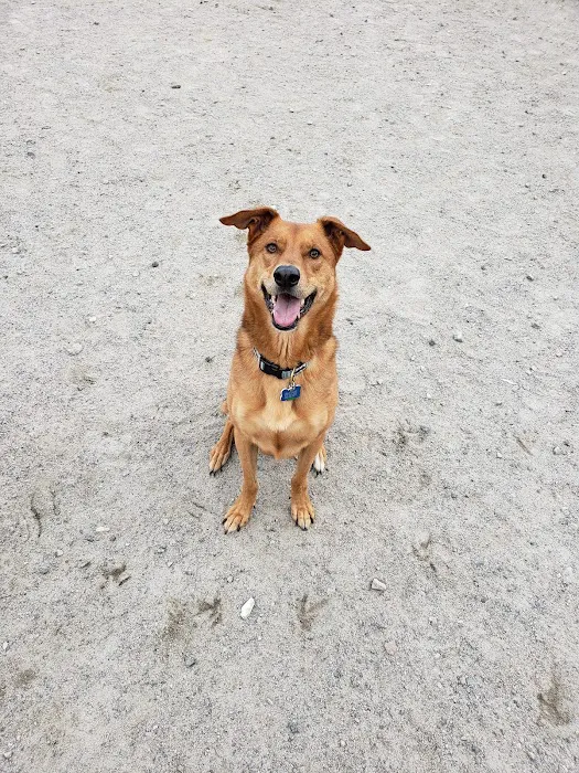 Waltham City Dog Ranch 4