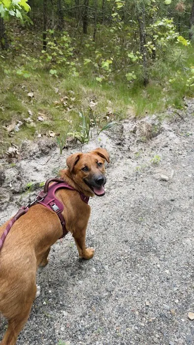 Wareham Dog Park 6