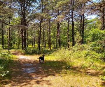 John G. Rogers Dog Park