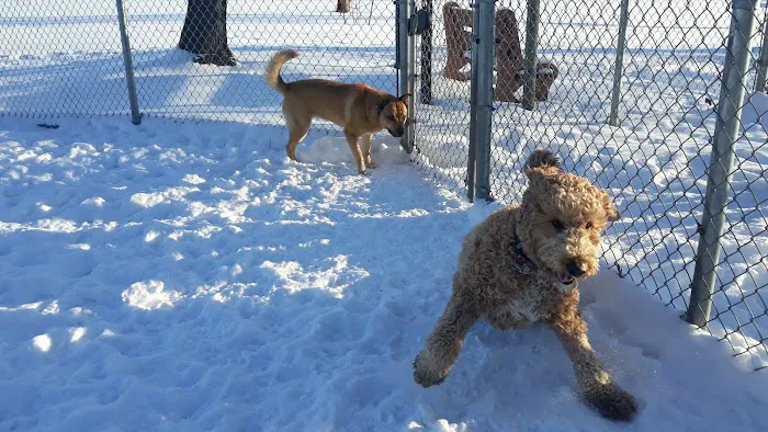 Dog Park 1