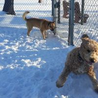 Dog Park ico