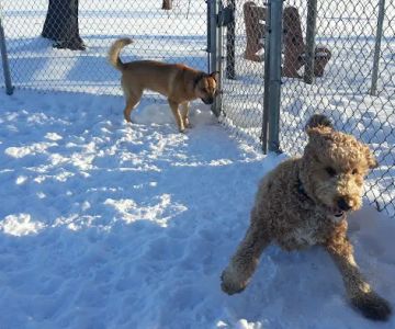 Dog Park