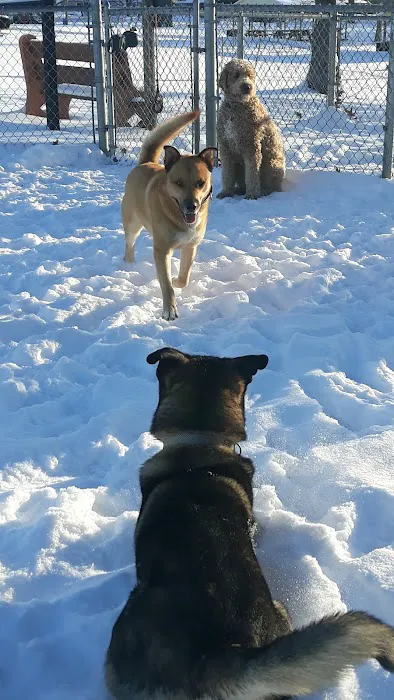 Dog Park 4