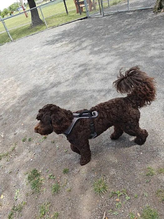 Dog Park 5
