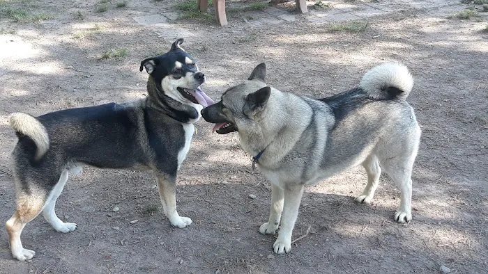 Dog Park 3