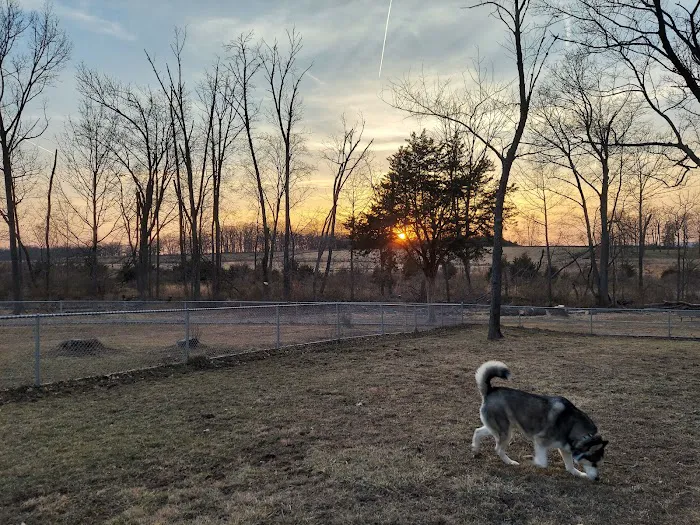 Dog Park 9