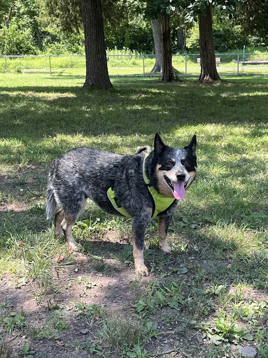 Dog Park 7