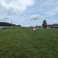Linganore WineCellars Dog Park ico