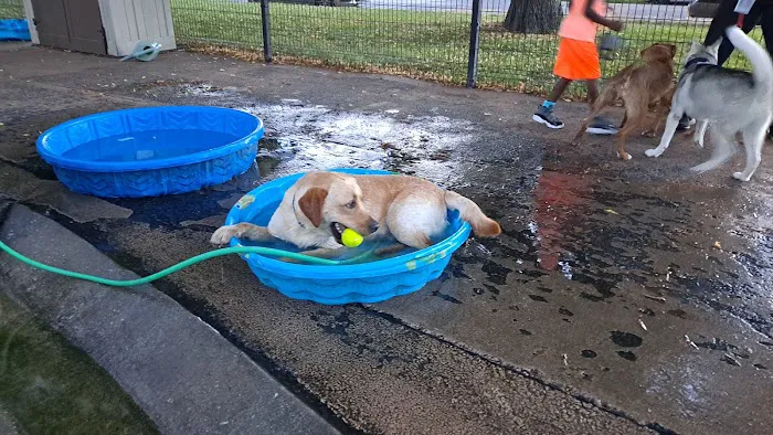 Patterson Dog Park 5