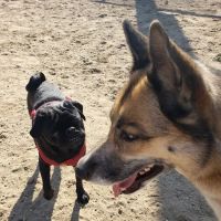 Canton Dog Park ico