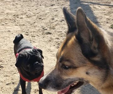 Canton Dog Park
