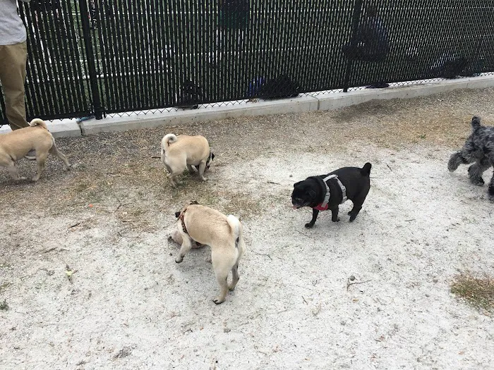 Canton Dog Park 3