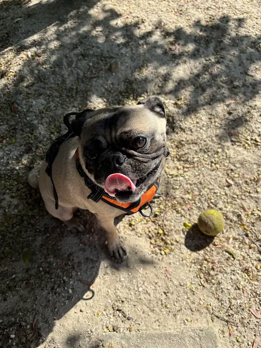 Canton Dog Park 8