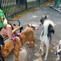 Latrobe Dog Park ico