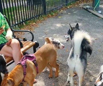 Latrobe Dog Park