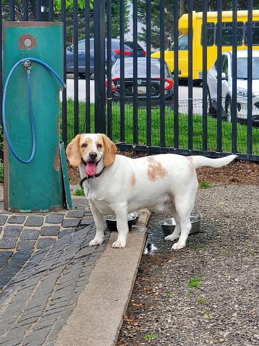 Latrobe Dog Park 8