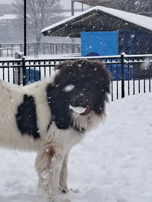 Latrobe Dog Park 9