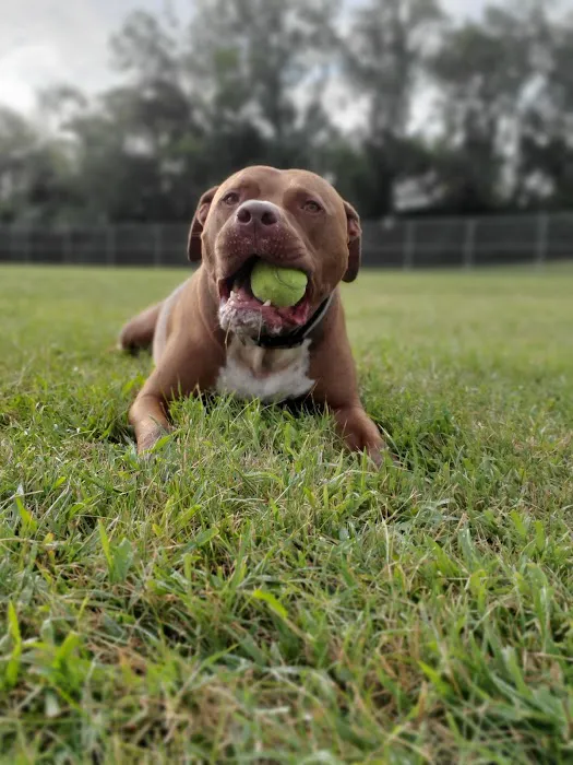 Dog Park at Southwest Area Park 2