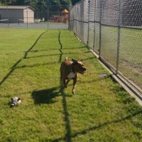 Dog Park at Southwest Area Park ico