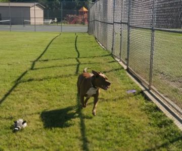 Dog Park at Southwest Area Park