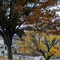 How Park Off - Leash Area ico