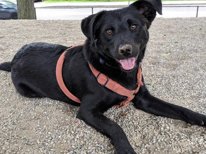 How Park Off - Leash Area 10