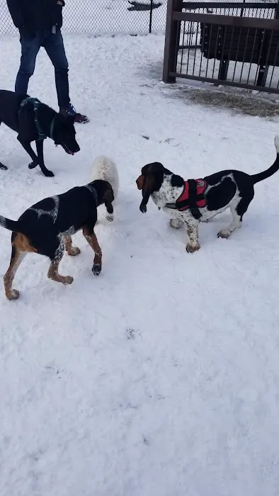 Filippello Dog Park 2
