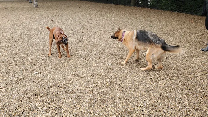 Filippello Dog Park 1