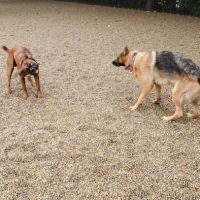 Filippello Dog Park ico