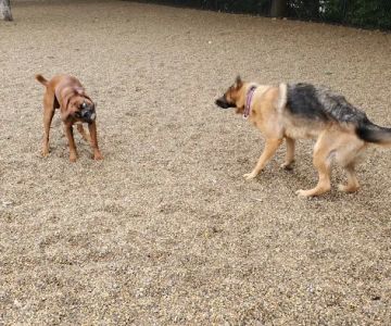 Filippello Dog Park
