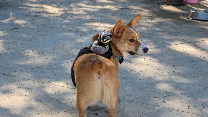 Filippello Dog Park 4
