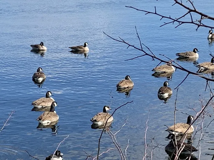 Little Fresh Pond Dog Beach 7