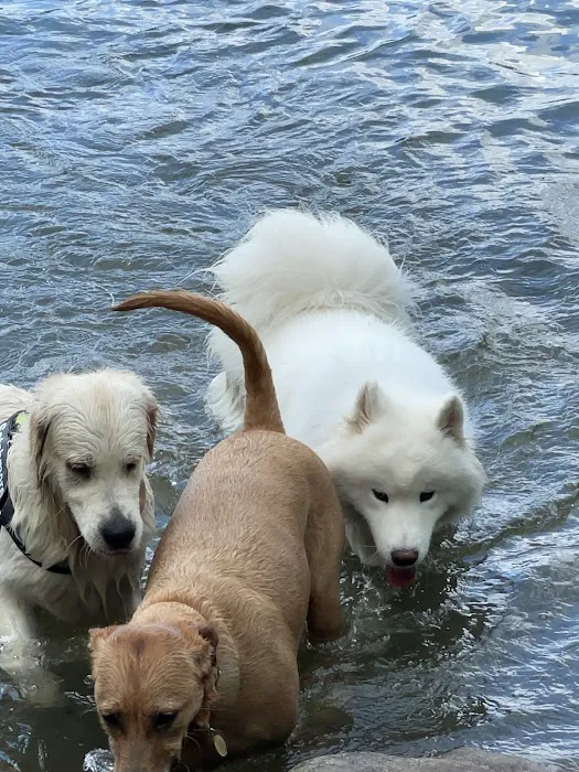 Little Fresh Pond Dog Beach 3