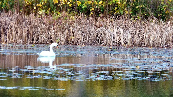Little Fresh Pond Dog Beach 4