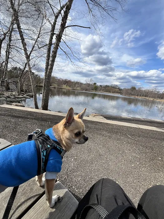 Little Fresh Pond Dog Beach 6