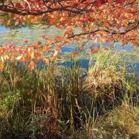 Little Fresh Pond Dog Beach ico