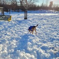 Billerica Dog Park ico