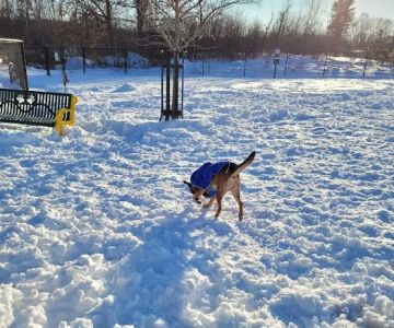 Billerica Dog Park