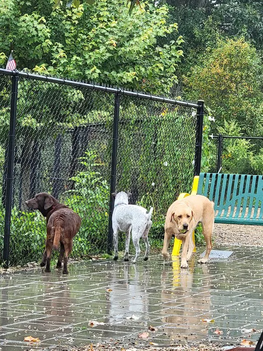 Billerica Dog Park 6