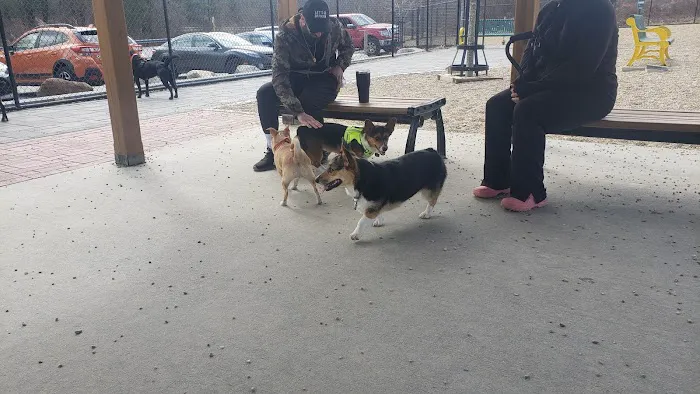 Billerica Dog Park 5