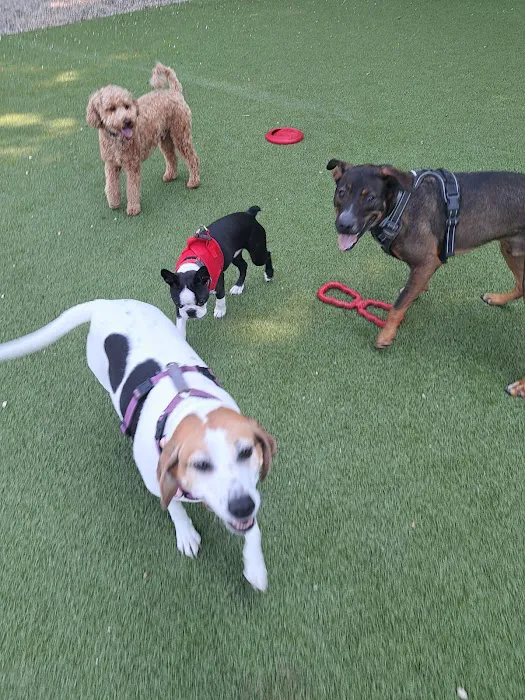 Burlington Dog Park at Rahanis Park 2