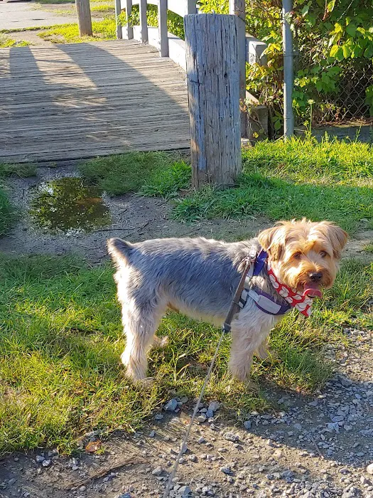 Burlington Dog Park at Rahanis Park 6