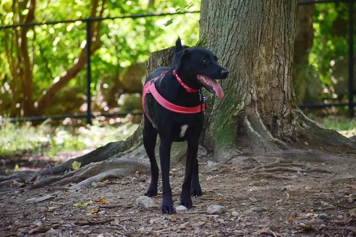Randolph Dog Park 1