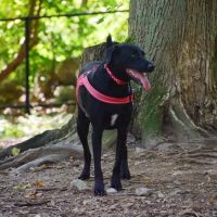 Randolph Dog Park ico