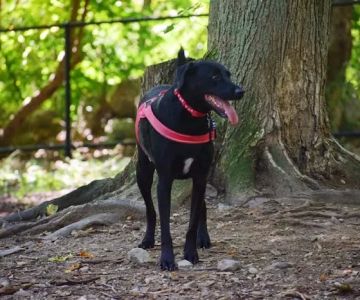 Randolph Dog Park