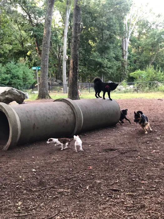 Randolph Dog Park 2