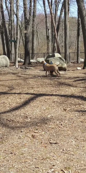Randolph Dog Park 7